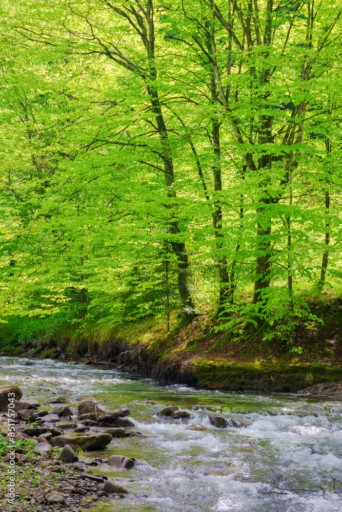 water stream among stones in the beech forest . green nature scenery in spring on a sunny day. beauty of carpathian nature water stream among stones in the beech forest . green nature scenery in spring on a sunny day. beauty of carpathian nature
