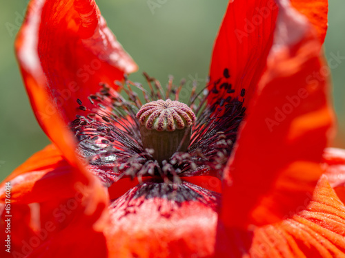 Red opium poppy blooms in the field. Seedbox of poppy rhoeas, close up photo. photo