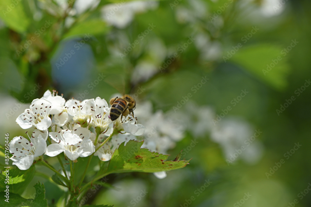 bee on a flowering tree. honey bees pollinating white blossoms of a pear tree, close up, macro shot of collecting bees. insect in nature, spring season. bee on the flowers of the orchard bee on a flowering tree. honey bees pollinating white blossoms of a pear tree, close up, macro shot of collecting bees. insect in nature, spring season. bee on the flowers of the orchard