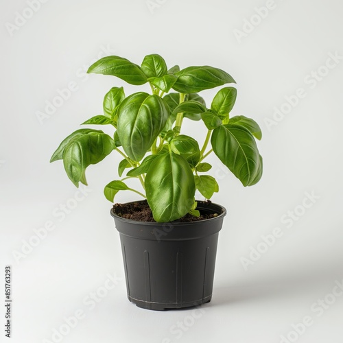 Full shot of a small potted basil plant isolated on white background