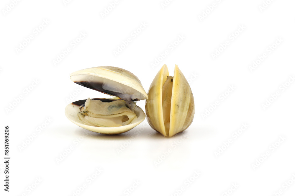 Closed up fresh baby clams, venus shell, shellfish, carpet clams, short necked clams, as raw food from the sea are the seafood ingredients. fresh clams isolated on white background. Closed up fresh baby clams, venus shell, shellfish, carpet clams, short necked clams, as raw food from the sea are the seafood ingredients. fresh clams isolated on white background.