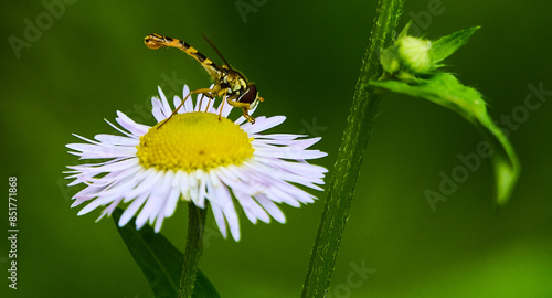 Insecte au mois de juin en Alsace photo