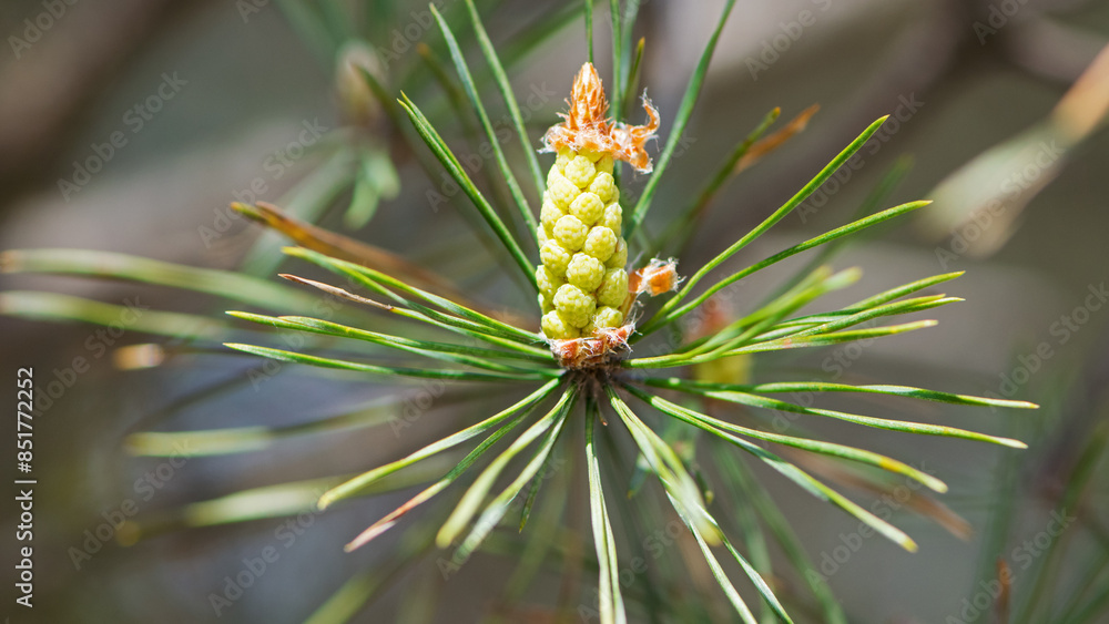 pinus resinosa. young Pineoung tender cones on a pine branch in the forest. Pinus resinosa, Male Pollen Cone, Pinecone, in Early Spring. natural background, medicinal, fragrant needles. Close-up Pine pinus resinosa. young Pineoung tender cones on a pine branch in the forest. Pinus resinosa, Male Pollen Cone, Pinecone, in Early Spring. natural background, medicinal, fragrant needles. Close-up Pine