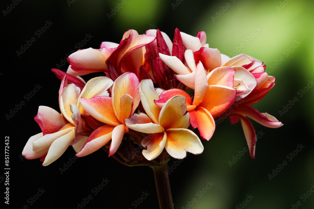 Fototapeta premium Plumeria flower or Lilawadee Flower