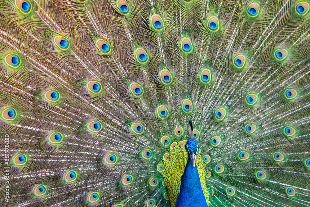 Fototapeta premium Beautiful peacock with feathers out