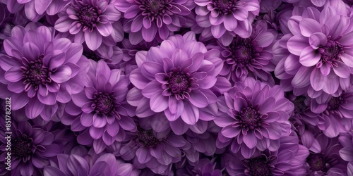 Purple Dahlias Close-Up