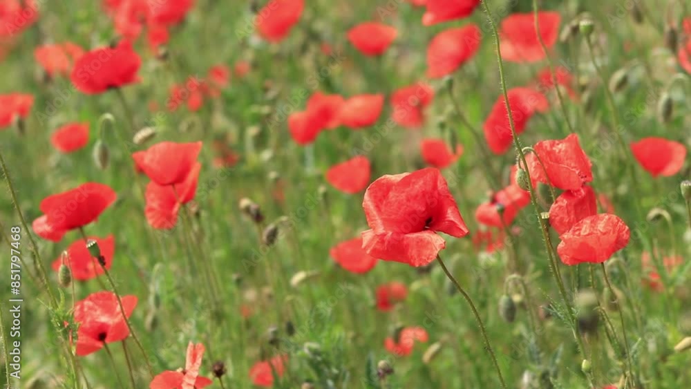 Red poppy. Spring flowers, natural background. A beautiful poppy blooms on a sunny windy day. Flowers close up. Papaver rhoeas. Flowers in the meadow Red poppy. Spring flowers, natural background. A beautiful poppy blooms on a sunny windy day. Flowers close up. Papaver rhoeas. Flowers in the meadow