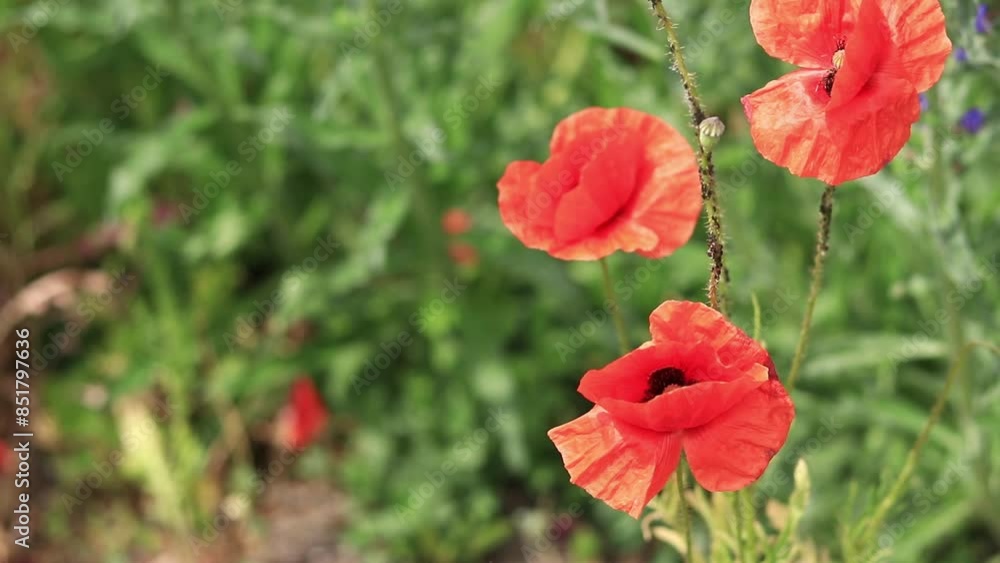 Red poppy. Spring flowers, natural background. A beautiful poppy blooms on a sunny windy day. Flowers close up. Papaver rhoeas. Flowers in the meadow Red poppy. Spring flowers, natural background. A beautiful poppy blooms on a sunny windy day. Flowers close up. Papaver rhoeas. Flowers in the meadow