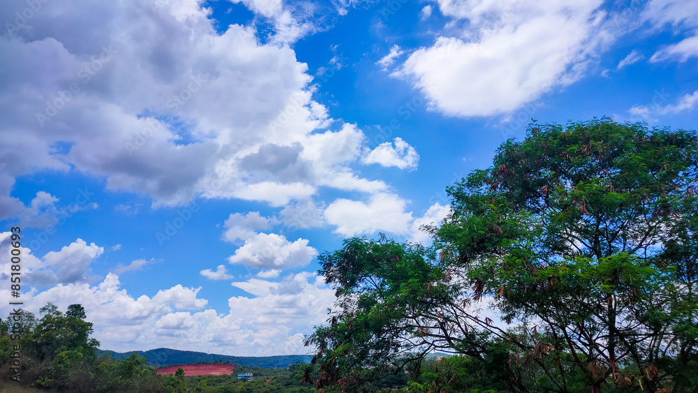 Obraz premium trees and blue sky