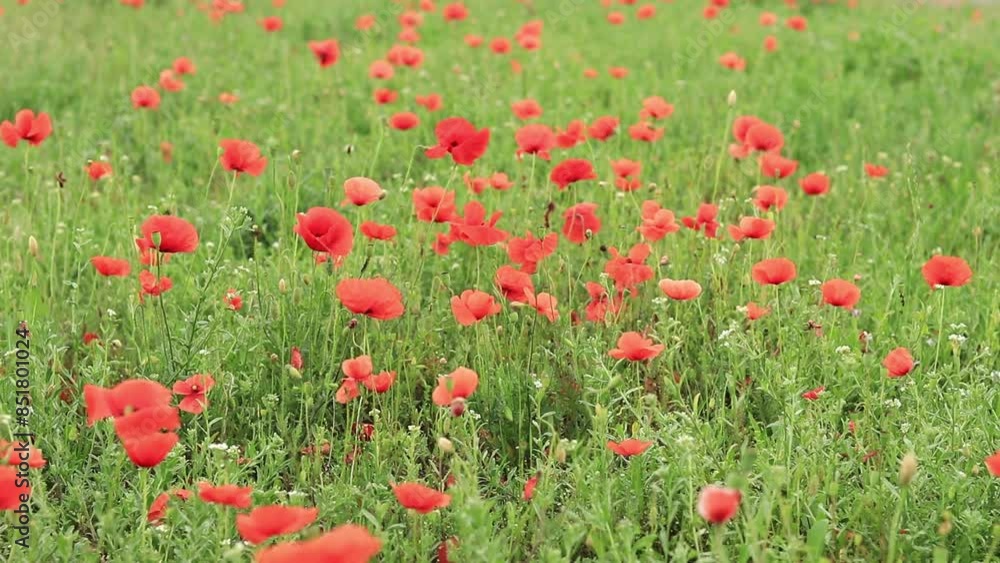 Red poppy. Spring flowers, natural background. A beautiful poppy blooms on a sunny windy day. Flowers close up. Papaver rhoeas. Flowers in the meadow Red poppy. Spring flowers, natural background. A beautiful poppy blooms on a sunny windy day. Flowers close up. Papaver rhoeas. Flowers in the meadow