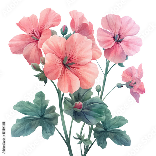 geranium flowers vector illustration in watercolor style