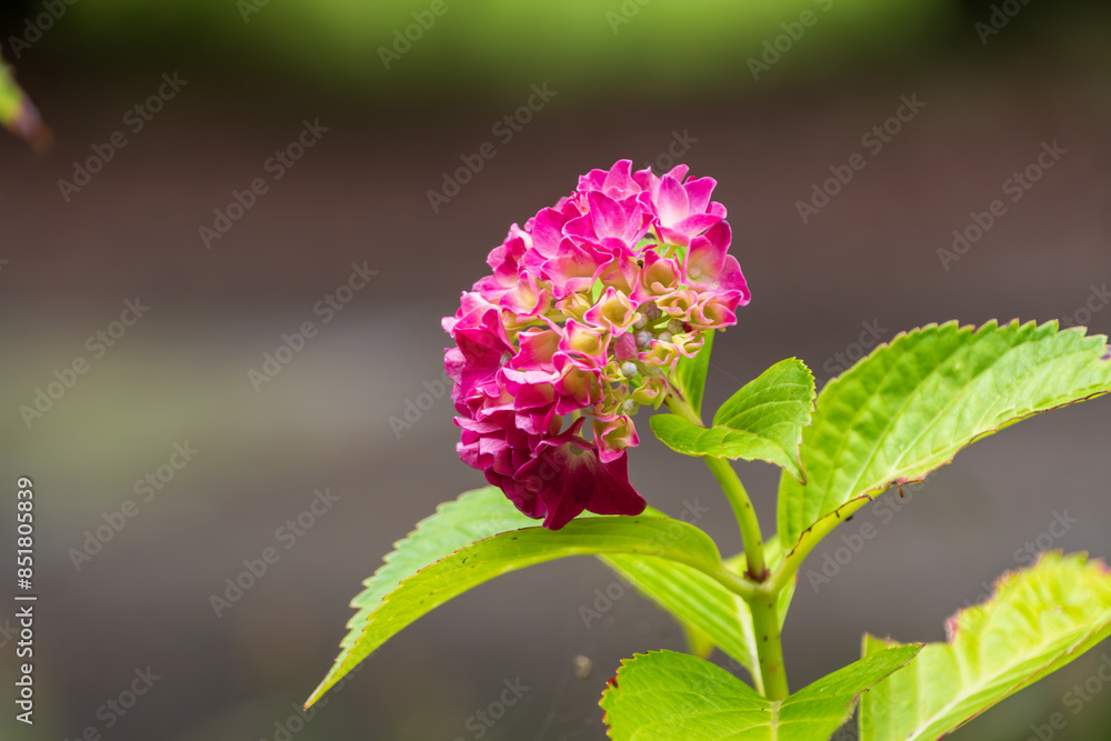 かわいい紫陽花 かわいい紫陽花