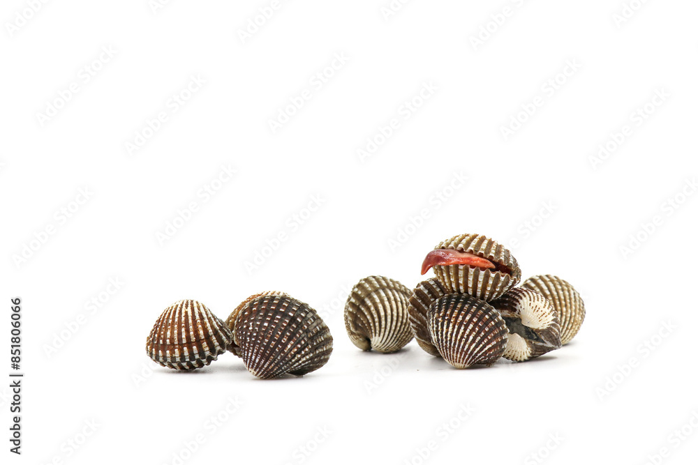 Fresh cockles on a white background. Natural seafood. Fresh cockles on a white background. Natural seafood.
