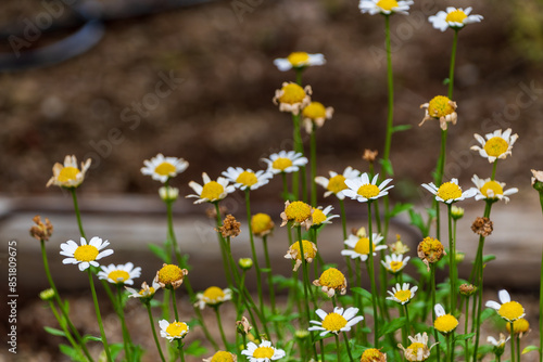 Obraz na plátně カモミールの花々