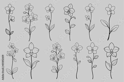 orchid flower outline vector