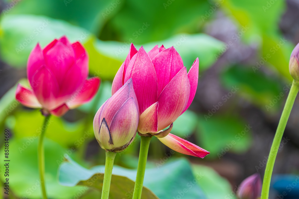 ハスの花と蕾 ハスの花と蕾