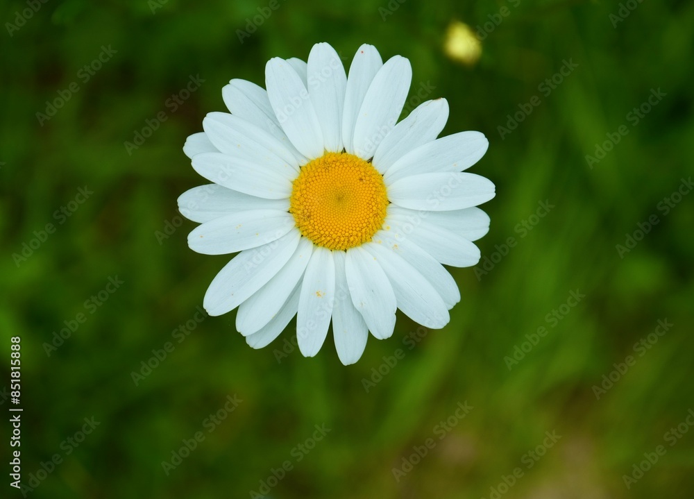 Beautiful white and yellow Ox-eye daisy, Leucanthemum Ircutianum, with a bokeh green background. Beautiful white and yellow Ox-eye daisy, Leucanthemum Ircutianum, with a bokeh green background.