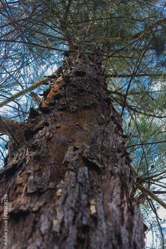 Treebark photo