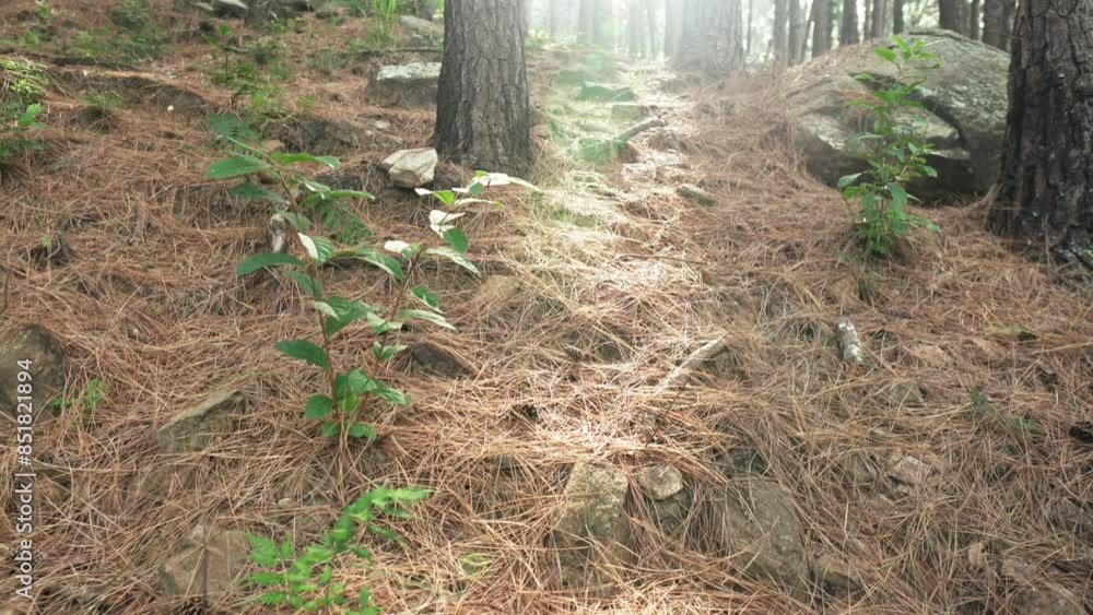 Panning shot of pine woods and tree trunks in Sri Lankan Forest with logs and undergrowth
Panning shot of pine woods and tree trunks in Sri Lankan Forest with logs and undergrowth