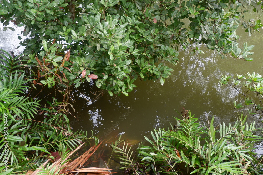 Naklejka premium photography of Lush and shady mangrove plants on the beach, dense mangrove forests, vegetation