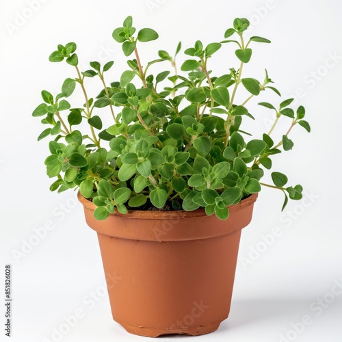 Full shot of a small potted thyme plant isolated on white background