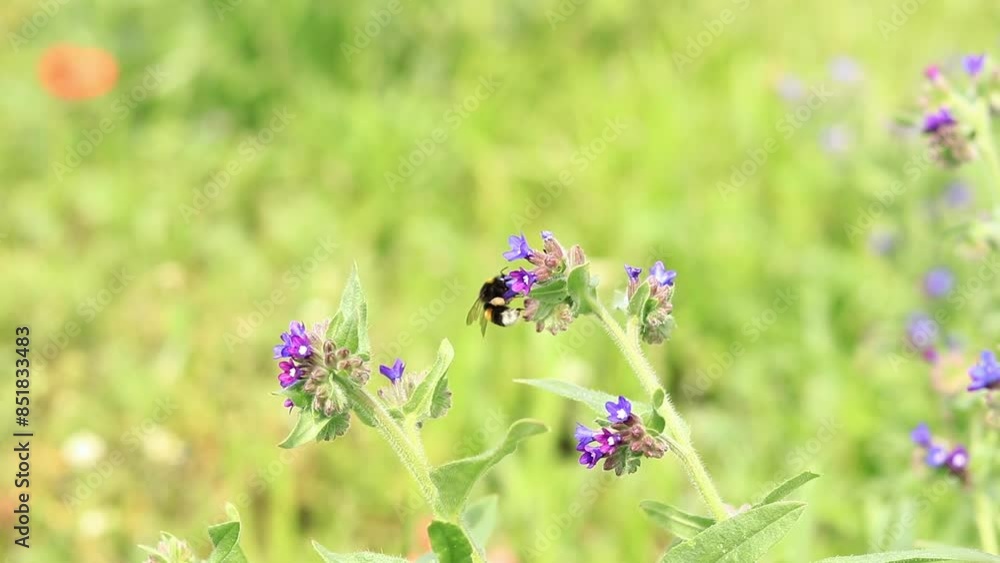 Bee collects nectar from wild flowers. Pollination of flowers by insects. Lawn with flowers, selective focus, summer. Close-up of a bee near a purple flower Bee collects nectar from wild flowers. Pollination of flowers by insects. Lawn with flowers, selective focus, summer. Close-up of a bee near a purple flower