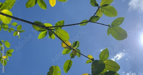 Tree branch with leaves in front of a blue sunny sky. Summer background with copy space.