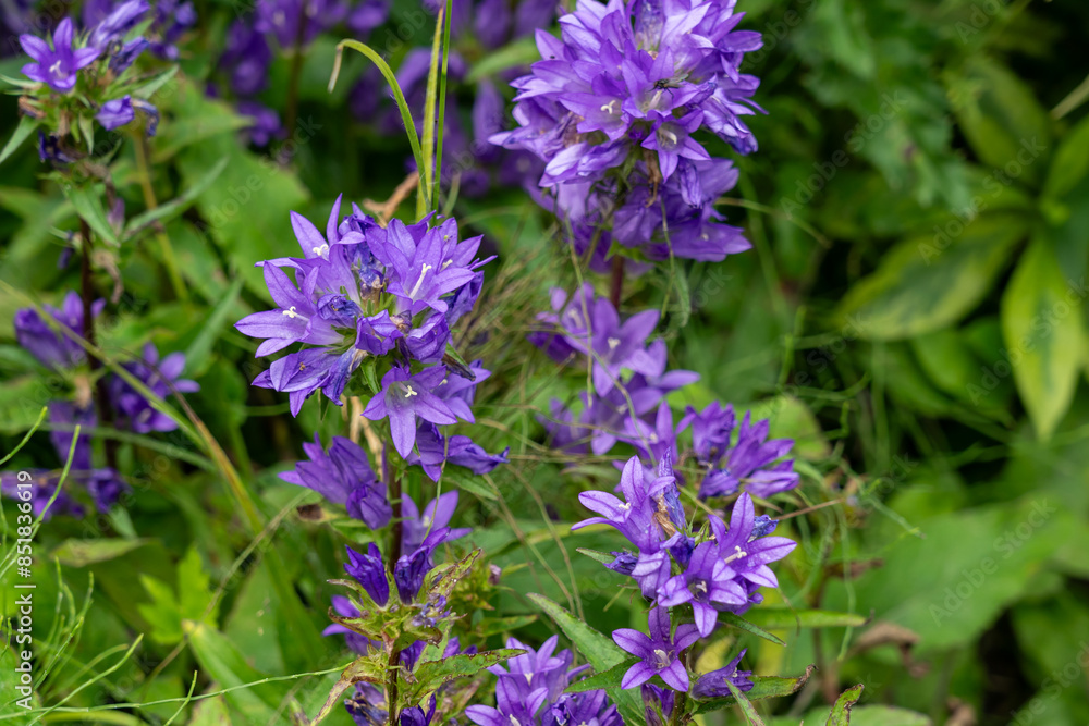 Campanula glomerata flowers in a garden. Canada. Campanula glomerata, known by the common names clustered bellflower or Dane's blood, is a species of flowering plant in the genus Campanula. Campanula glomerata flowers in a garden. Canada. Campanula glomerata, known by the common names clustered bellflower or Dane's blood, is a species of flowering plant in the genus Campanula.