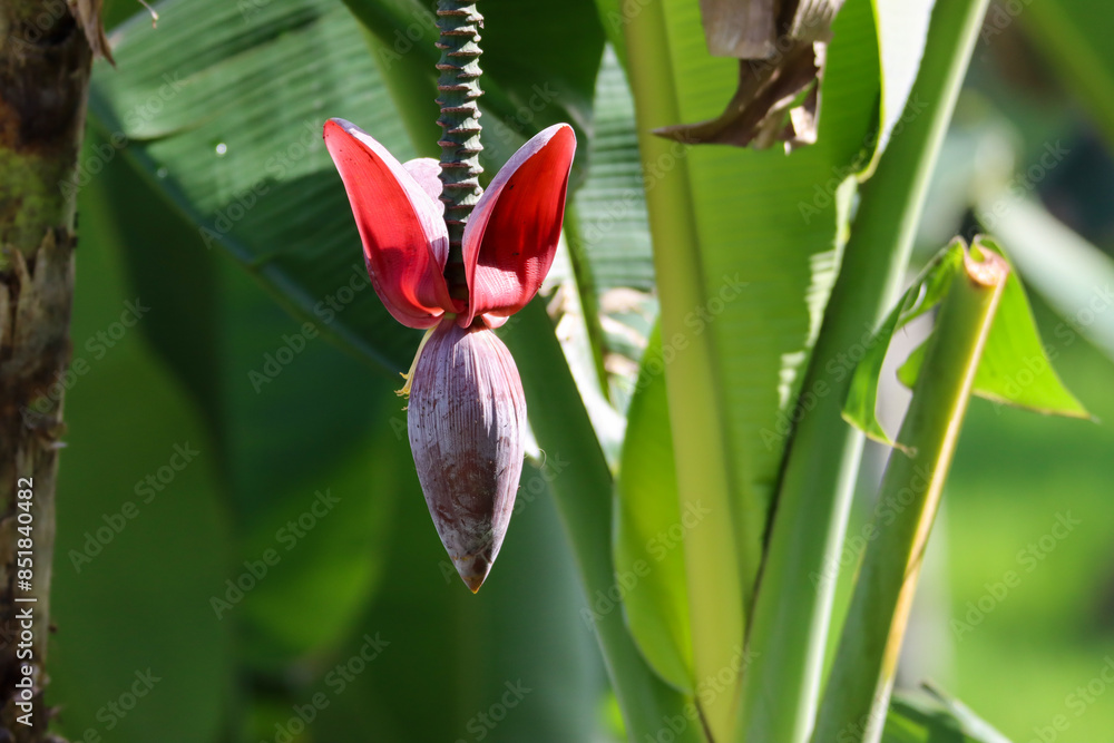 Obraz premium Beautiful banana tree flower