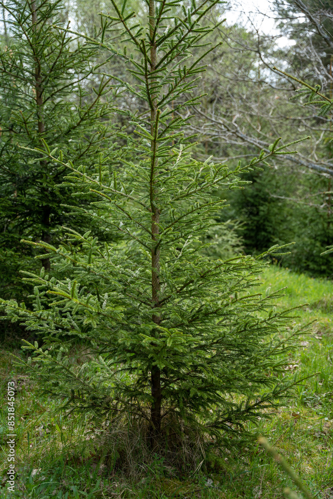Fototapeta premium Fresh green spruce tree in forest