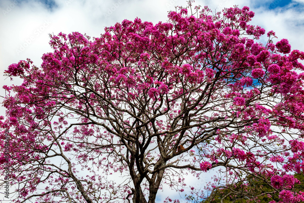 The most beautiful trees in flower: Pink Trumpet Tree (Tabebuia impetiginosa or Handroanthus impetiginosus). The most beautiful trees in flower: Pink Trumpet Tree (Tabebuia impetiginosa or Handroanthus impetiginosus).