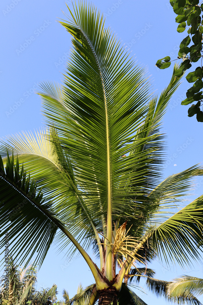 Fototapeta premium palm tree on blue sky