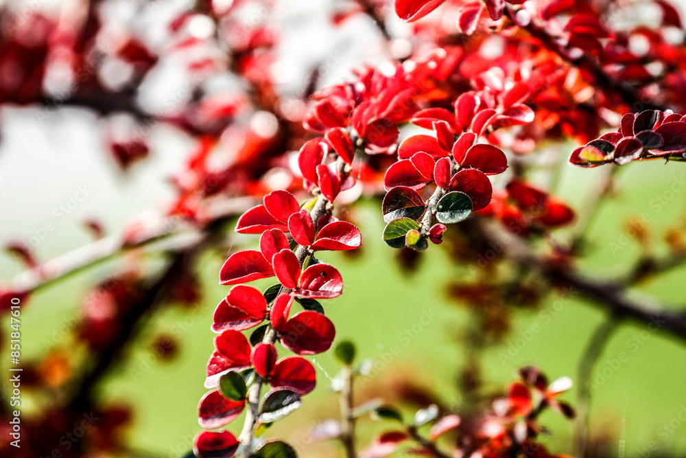 Close-up shot of bright red leaves of beautiful tree. Close-up shot of bright red leaves of beautiful tree.