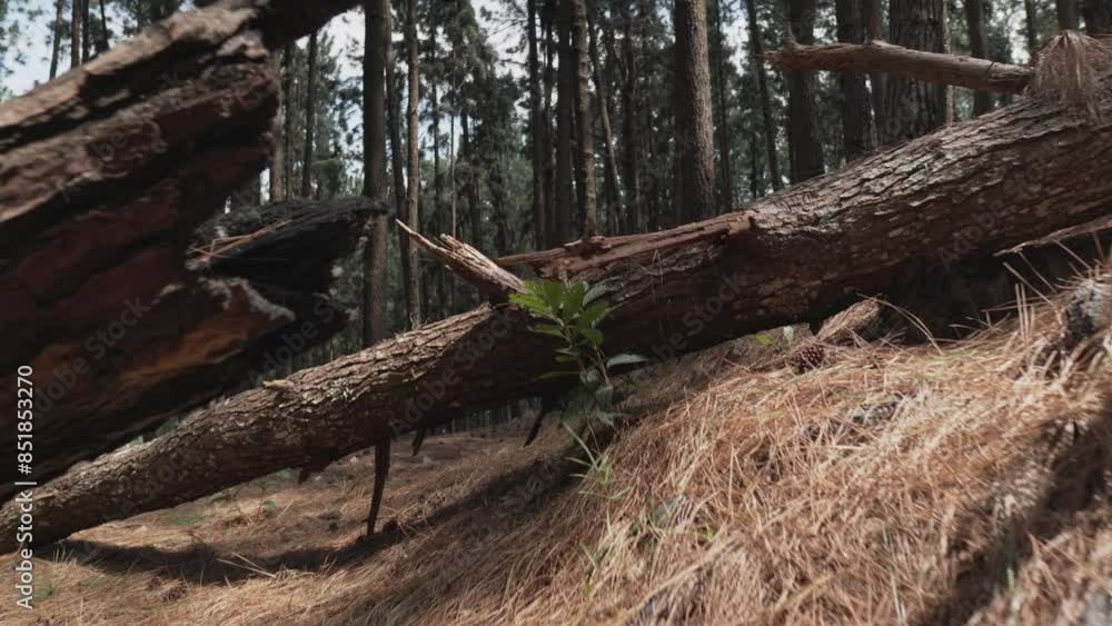 Panning shot of pine woods and tree trunks in Sri Lankan Forest with logs and undergrowth
Panning shot of pine woods and tree trunks in Sri Lankan Forest with logs and undergrowth
