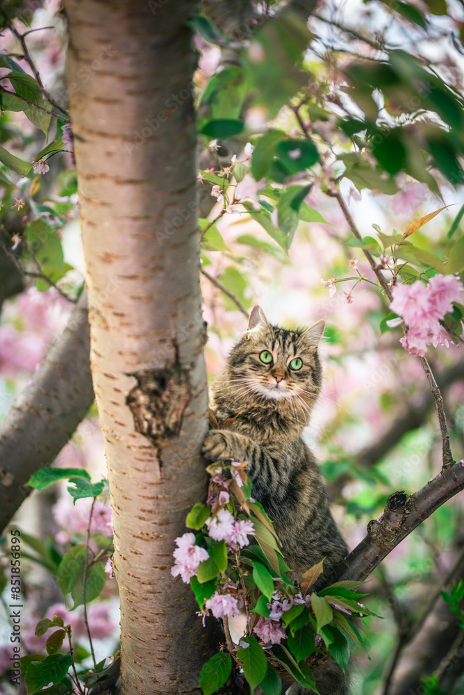 Tabby cat chasing birds on a tree on a sunny day. Tabby cat chasing birds on a tree on a sunny day.