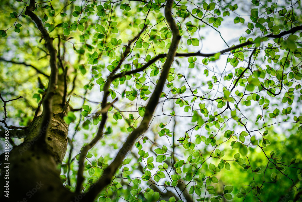 Fototapeta premium Looking up at a tree on a clear sunny evening through green leaves