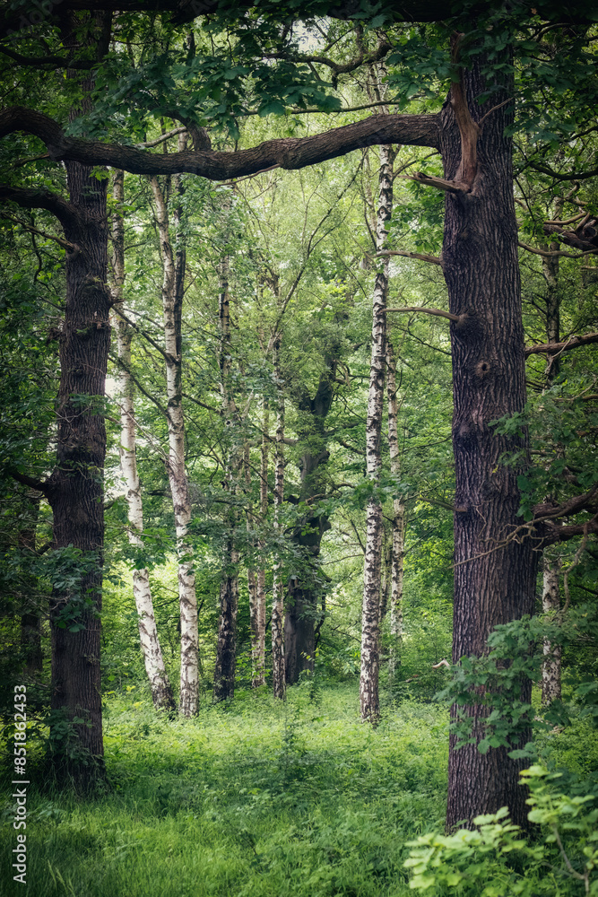 silver birch in the wood Yorkshire uk silver birch in the wood Yorkshire uk