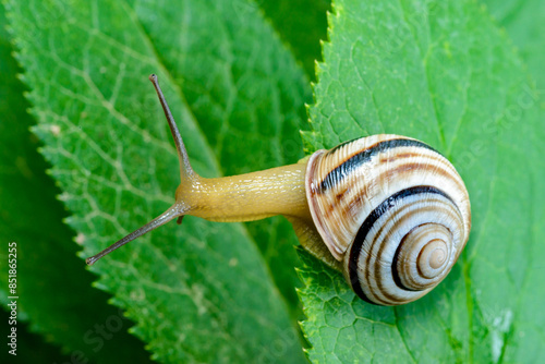 Cepaea vindobonensis - crawling land lung mollusk with a yellow body