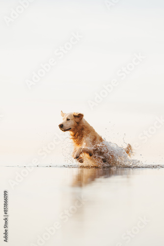 Photography golden retriever dog on the beach