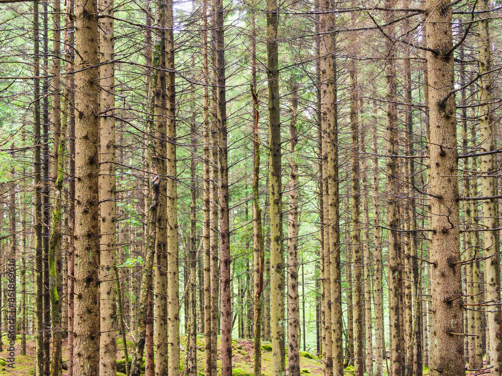 A Dense Stand of Pine Trees in a Swedish Forest