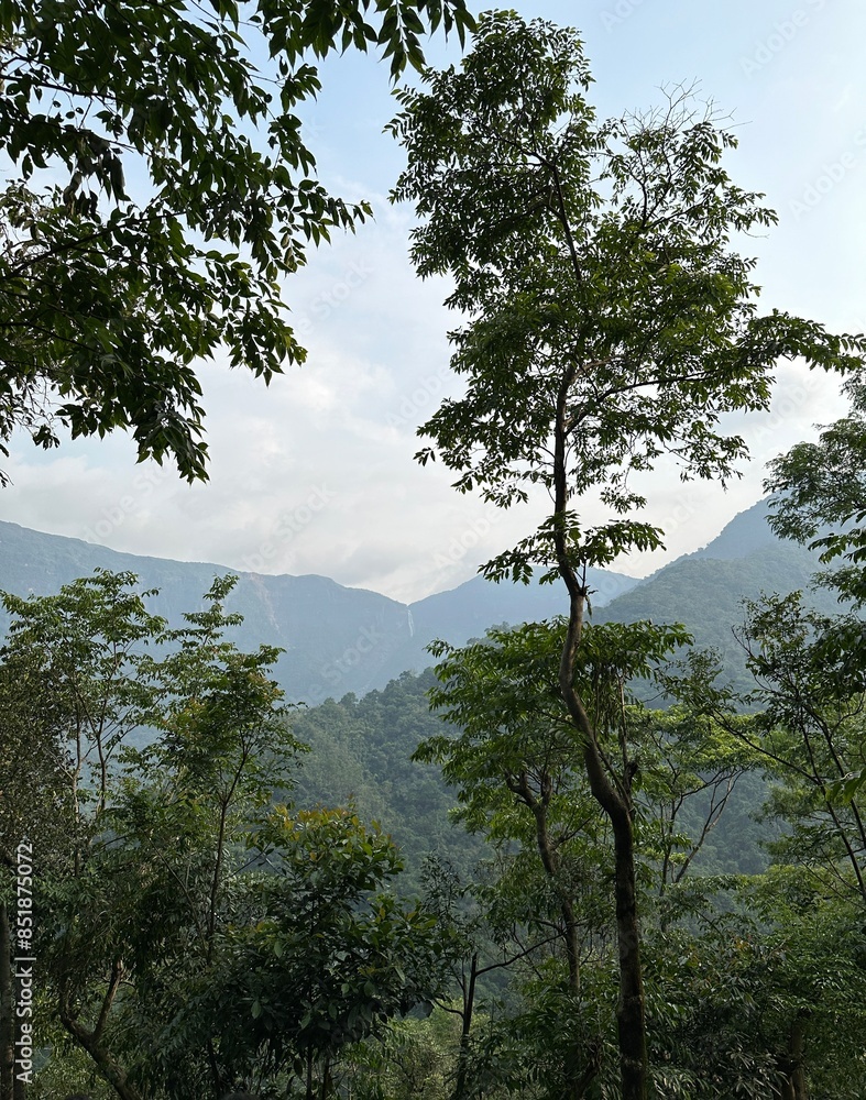 Obraz premium tree in the forest