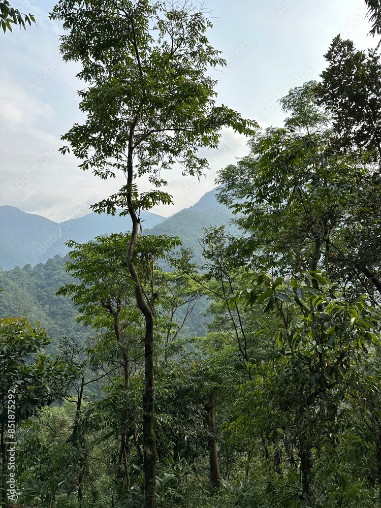 Obraz premium tree in the mountains