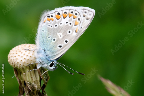 common blue butterfly