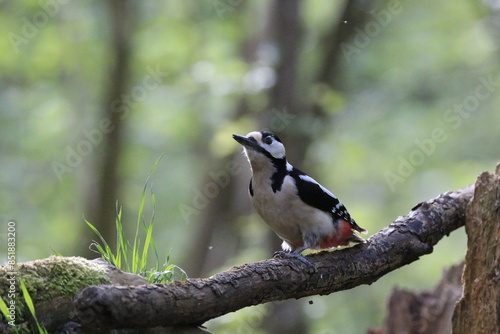 Buntspecht (Dendrocopos major)