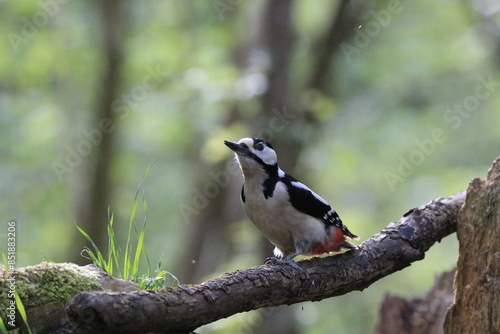 Buntspecht (Dendrocopos major)