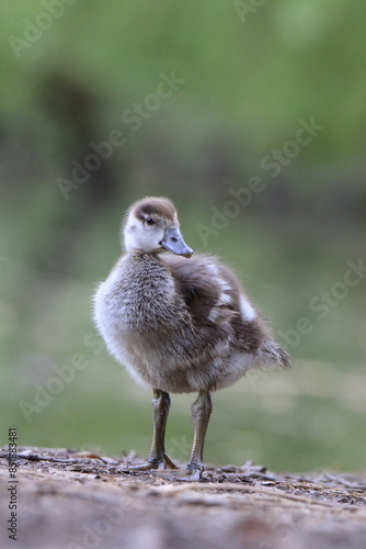 Nilgans Küken (Alopochen aegyptiaca)