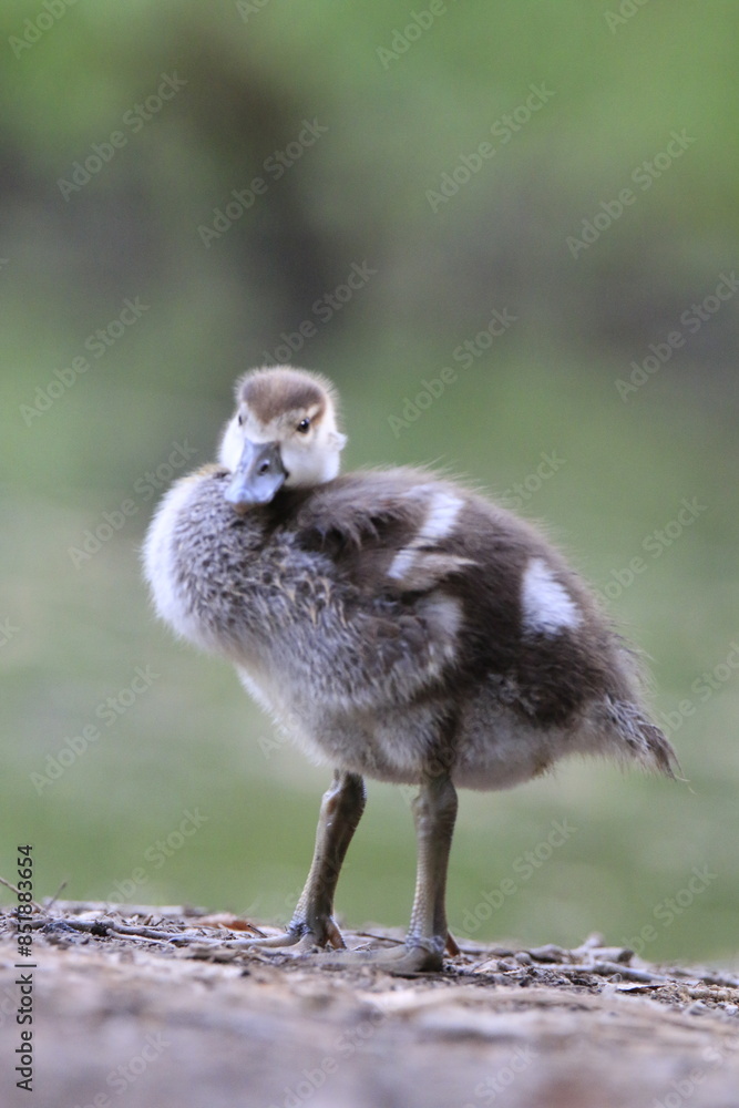 Obraz premium Nilgans Küken (Alopochen aegyptiaca)