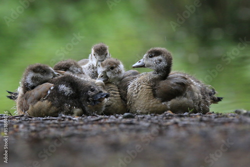 Nilgans Familie Küken (alopochen aegyptiaca)
