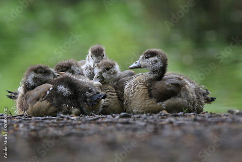 Nilgans Familie Küken (alopochen aegyptiaca)