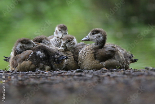 Nilgans Familie Küken (alopochen aegyptiaca)